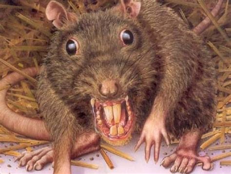 Ugly Rat Pictures Pictures, Images and Stock Photos